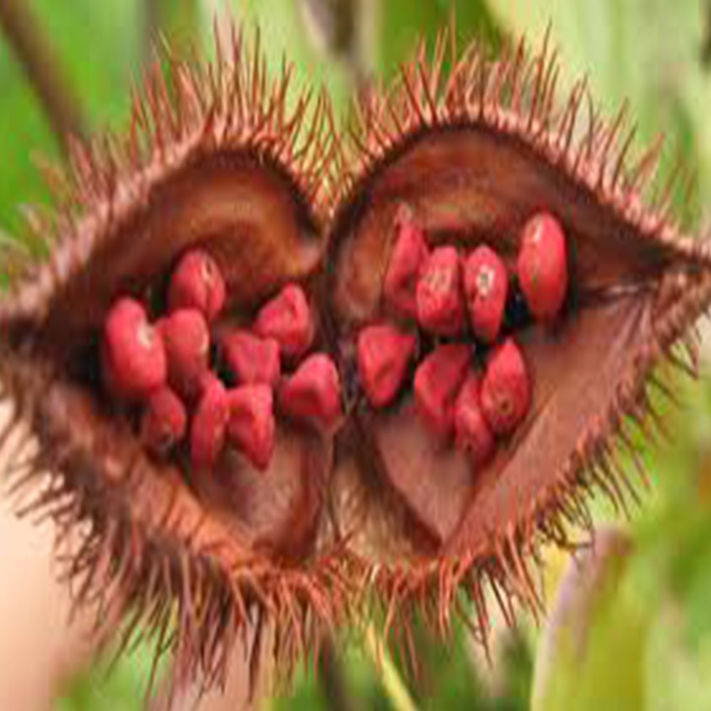 annatto3