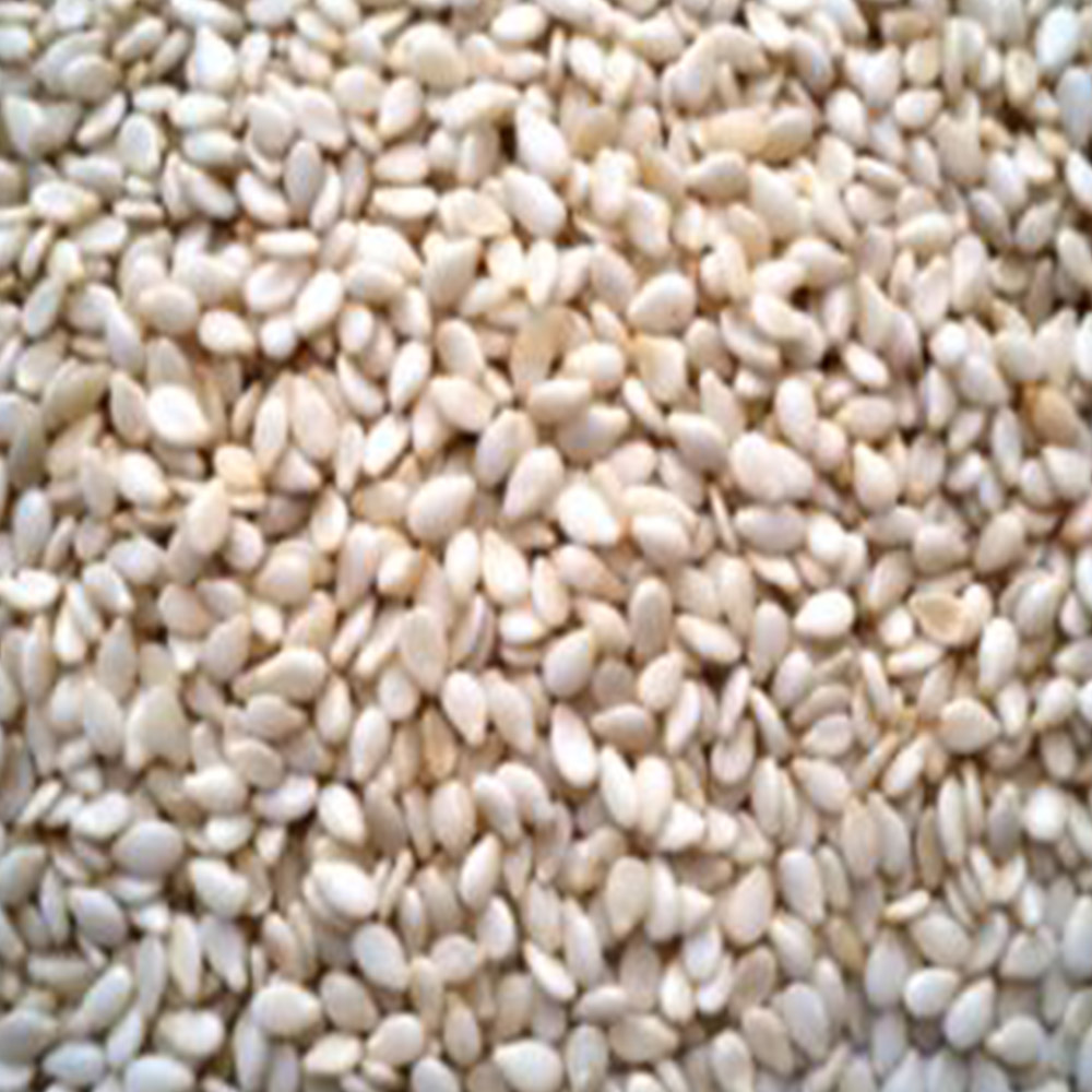 sesame_seed6